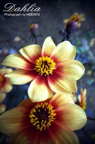 dahlia10.jpg